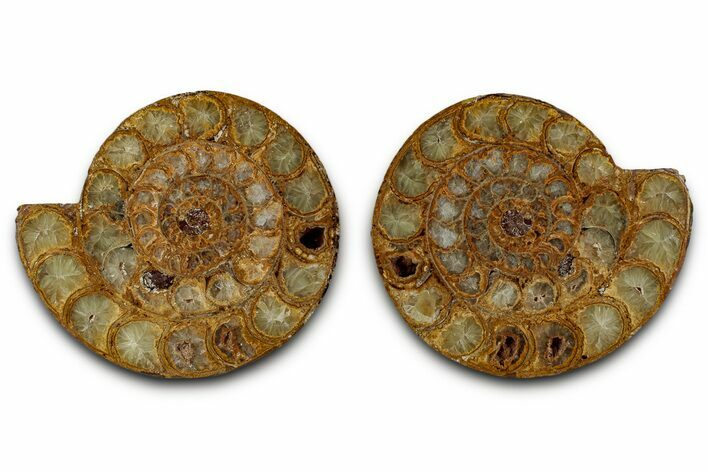 Cut & Polished Jurassic Ammonite (Perisphinctes) Fossil #336420